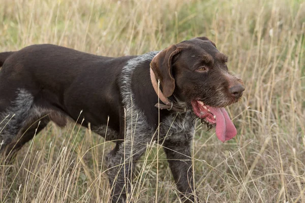 Hond Het Gras — Stockfoto