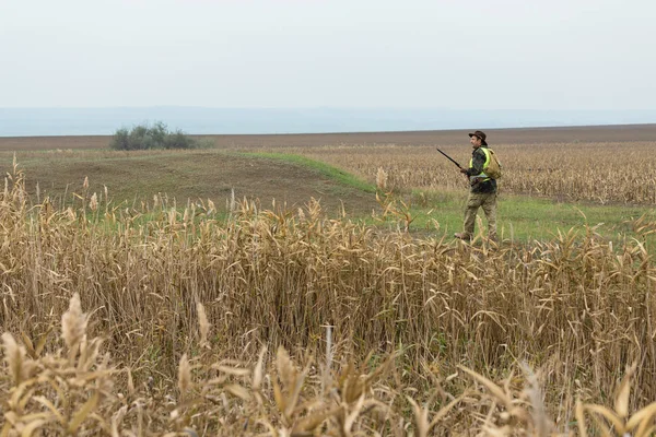 Мисливець Пістолетом Руках Мисливський Собака Відбиваючому Помаранчевому Жилеті Полює Фазана — стокове фото