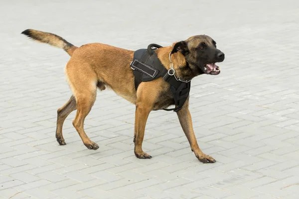 Malinois Belgian牧羊人守卫边境 边防军表现出这只狗有能力侦查违法行为并制服恐怖分子 — 图库照片