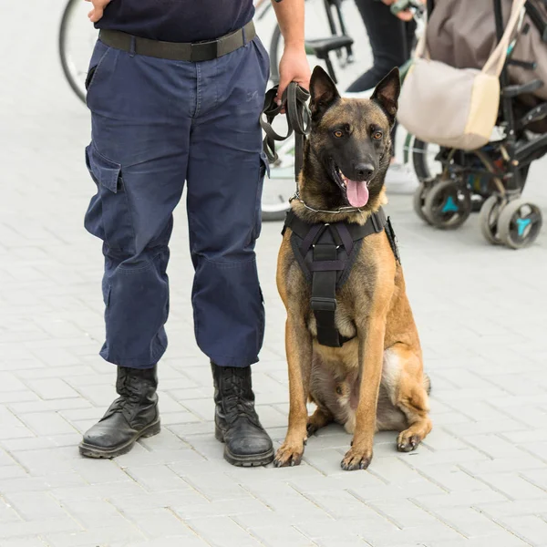 Malinois Belgian Shepherd Guard Border Border Troops Demonstrate Dog Ability Royalty Free Stock Photos