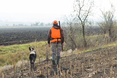 Elinde silah ve turuncu yelek olan bir adam bulutlu bir havada ormanlık alanda sülün avında. Avcı köpeklerle av peşinde.
