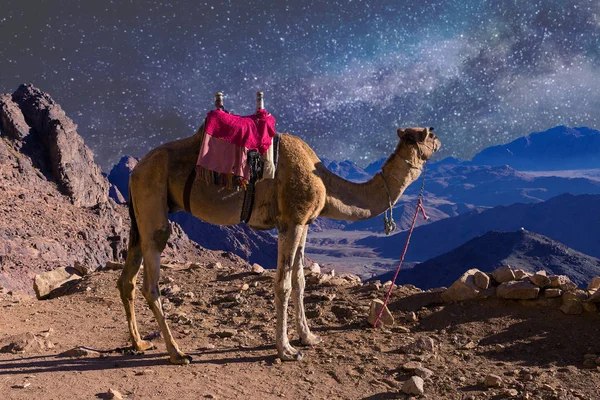 Camel Mountain Desert Night Time — Stockfoto