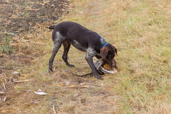 Hunting dog eating bird outdoors