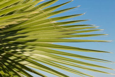 Sahilde palmiye yaprakları