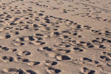 İsrail eyaletinin kuzeyindeki kumsalda.