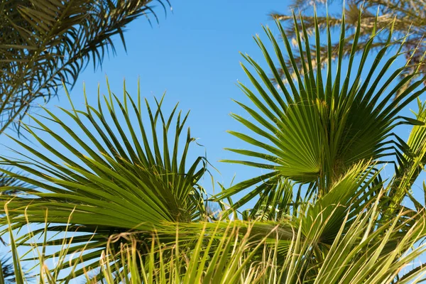 Palmboom Met Groene Bladeren Blue Sky Achtergrond — Stockfoto