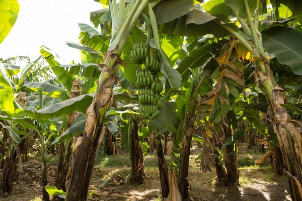 Λεπτομέρεια Φυτείας Μπανάνας Στο Λούξορ Της Αιγύπτου — Φωτογραφία Αρχείου