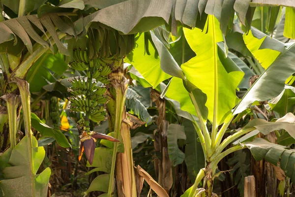 Detalhe Uma Plantação Banana Luxor Egito — Fotografia de Stock