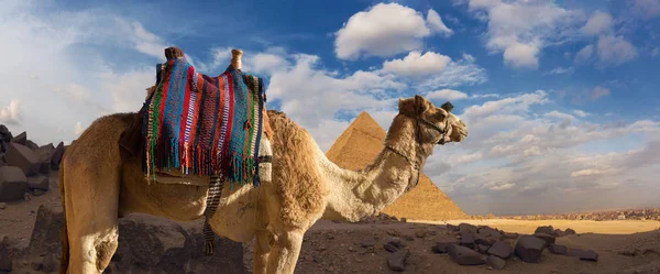 Pierwszy Plan Wielbłąda Dromedar Tle Wielkich Piramid Widok Zachody Słońca — Zdjęcie stockowe