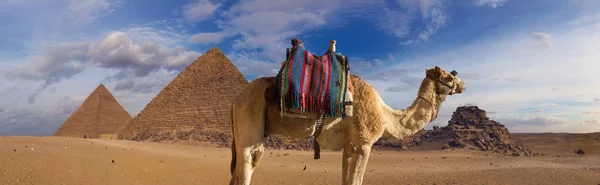 Передній План Верблюда Дромедара Тлі Великих Пірамід Вид Заходу Неба — стокове фото