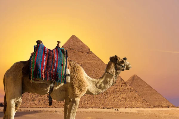 Előtér Egy Teve Dromedar Hátterében Nagy Piramisok Kilátás Naplemente Egyiptomban — Stock Fotó
