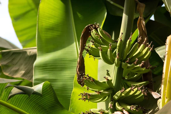 Detalhe Uma Plantação Banana Luxor Egito — Fotografia de Stock