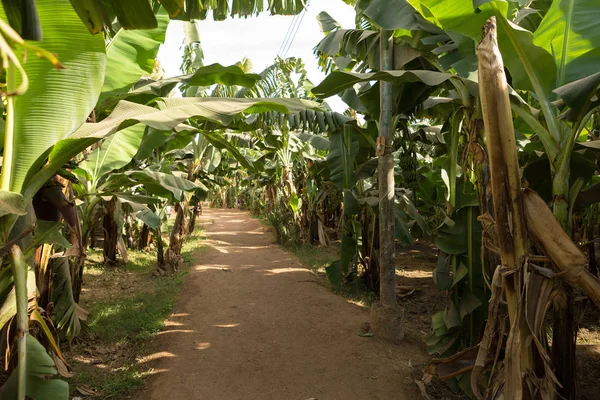 이집트 룩소르에 바나나 농장의 — 스톡 사진