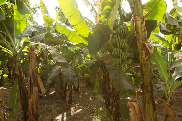 Detalhe Uma Plantação Banana Luxor Egito — Fotografia de Stock