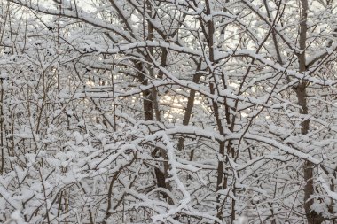 Karla kaplı ağaçlarla kaplı kış manzarası