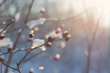 Ormanda bahar çiçekleri