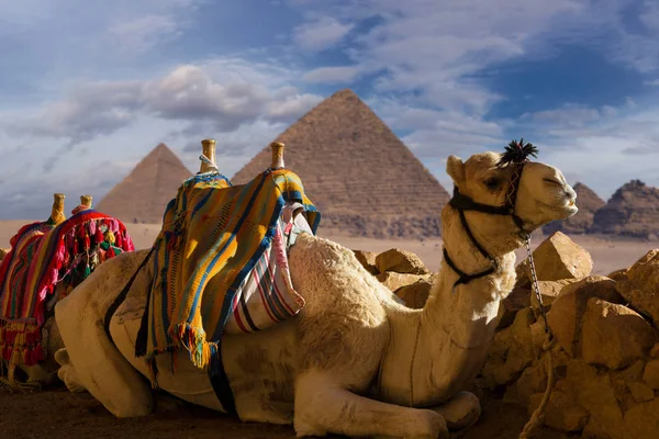 Előtér Egy Teve Dromedar Hátterében Nagy Piramisok Kilátás Naplemente Egyiptomban — Stock Fotó