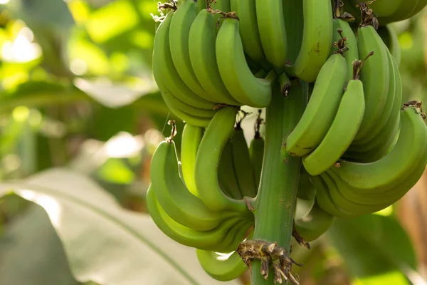 Detalhe Uma Plantação Banana Luxor Egito — Fotografia de Stock