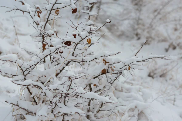 Zasněžený Strom Zimě — Stock fotografie