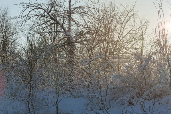 Paisagem Inverno Com Árvores Cobertas Neve — Fotografia de Stock