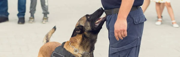 Malinois Belgian Shepherd Guard Border Border Troops Demonstrate Dog Ability — Stock Photo, Image