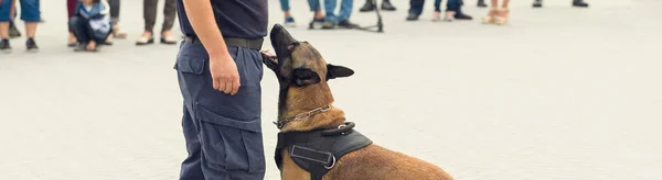 Malinois Belgian Shepherd Guard Border Border Troops Demonstrate Dog Ability — Stock Photo, Image