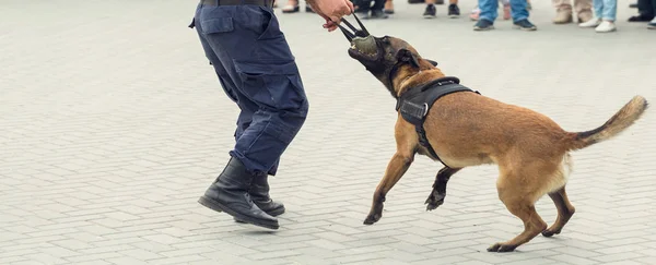 Malinois Belgian Pásztor Őrzi Határt Határőrök Bizonyítják Hogy Kutya Képes — Stock Fotó
