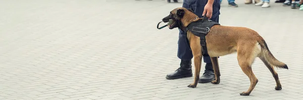 Malinois Belgický Ovčák Střeží Hranice Pohraniční Jednotky Demonstrují Psí Schopnost — Stock fotografie