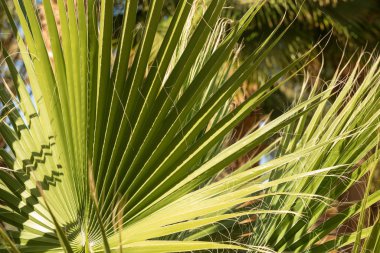 Yazın mavi gökyüzünün altında hurma dalları...