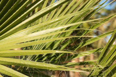 Yazın mavi gökyüzünün altında hurma dalları...