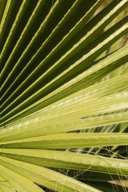 Yazın mavi gökyüzünün altında hurma dalları...