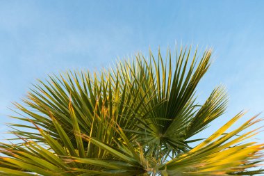 Yazın mavi gökyüzünün altında hurma dalları...