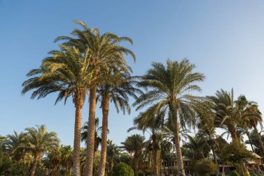 Yazın mavi gökyüzünün altında hurma dalları...