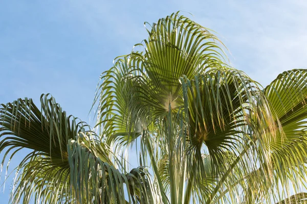 Rami Palme Dattero Sotto Cielo Blu Estate — Foto Stock