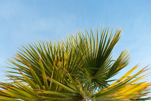 Branches of date palms under blue sky in Summer