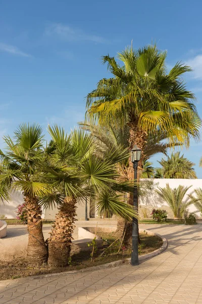 Zweige Von Dattelpalmen Unter Blauem Himmel Sommer — Stockfoto