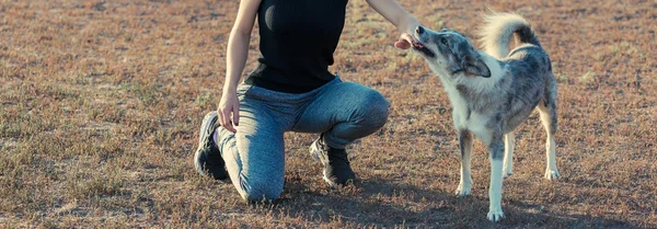 Gadis Kurus Sporty Sedang Bermain Dengan Anjing Happy Pet Dengan — Stok Foto