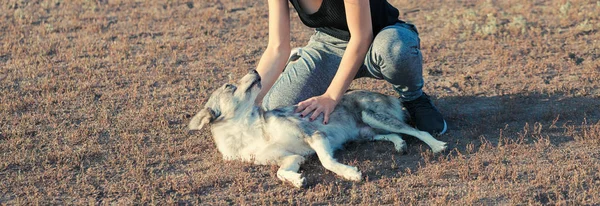 Sporty Fille Mince Joue Avec Chien Joyeux Animal Avec Maîtresse — Photo