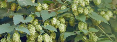 Doğal taze bira yapmak için sepetteki zıplama konileri, demlenme konsepti. Güzel panoramik görüntü, renkli..