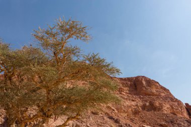 Renkli Kanyon South Sinai (Mısır) Yarımadası'nda bir rock oluşumdur. Çöl kayalar çok renkli kumtaşı arka plan.