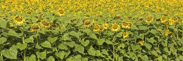 Golden Summer Sunflower Sun — Stock Photo, Image