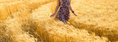 Kız altın tarlasında yürüyor ve bir buğdaya eliyle dokunuyor.