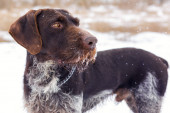 Německý lovecký hlídacího psa drahthaar, krásný portrét psa v zimě