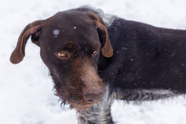 Alman avcılık watchdog drahthaar, güzel köpek portre kışın