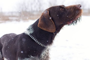Alman avcılık watchdog drahthaar, güzel köpek portre kışın