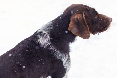 Alman avcılık watchdog drahthaar, güzel köpek portre kışın