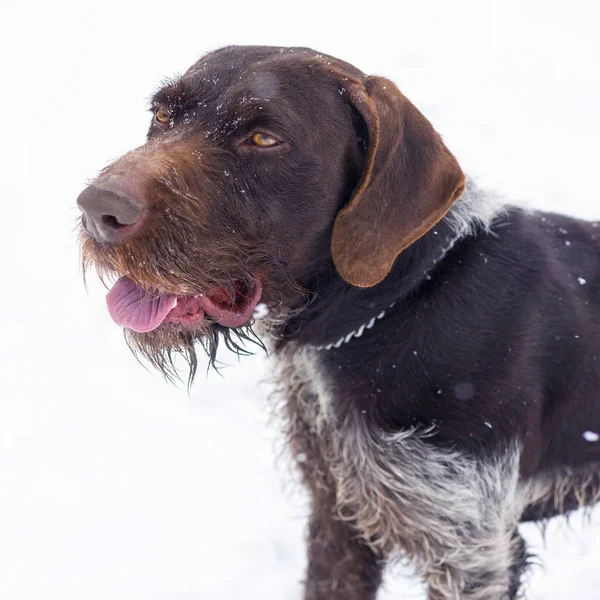 Chien Chasse Allemand Drahthaar Beau Portrait Chien Hiver — Photo