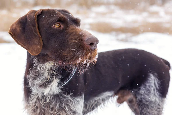 Γερμανικά Κυνήγι Φύλακα Drahthaar Όμορφη Πορτραίτο Σκύλου Χειμώνα — Φωτογραφία Αρχείου
