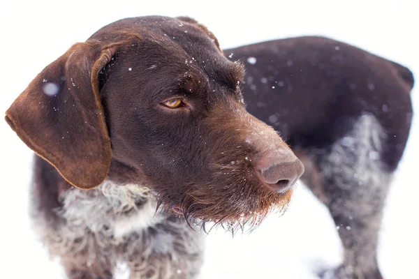 German hunting watchdog drahthaar, Beautiful dog portrait in winter