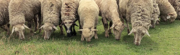 Wiosną Owce Kozy Pasą Się Zielonej Trawie Panorama Stonowana — Zdjęcie stockowe